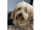 Adopt April a Tibetan Terrier