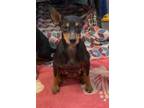 Adopt Mandy/Shelby a Manchester Terrier