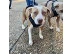 Adopt Daisy a Mixed Breed