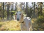 Adopt Jasmine a Saluki