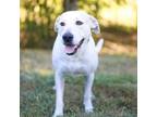 Adopt Urchin a Mixed Breed
