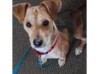 Adopt Callie a Dachshund