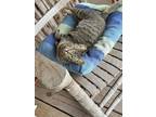 Adopt Lila a Domestic Short Hair