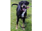 Adopt Elsa a Black and Tan Coonhound, Doberman Pinscher