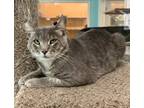 Adopt Sukuna a Domestic Short Hair