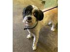 Adopt PUPPY a Poodle, Mixed Breed