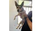 Adopt A686693 a Parson Russell Terrier, Mixed Breed