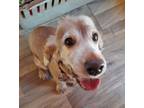 Adopt Sherman a Cocker Spaniel