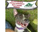 Adopt Peekaboo a Pit Bull Terrier, Mixed Breed