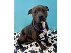 Adopt Gilbert a Mixed Breed