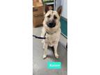 Adopt Kaiser a German Shepherd Dog
