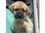 Brutus Mixed Breed (Medium) Puppy Male