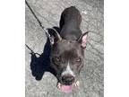 Buzz American Pit Bull Terrier Adult Male