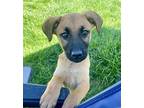 Trixie Labrador Retriever Puppy Female