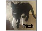 PITCH Domestic Shorthair Kitten Male