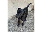 BECKETT Mixed Breed (Medium) Puppy Male