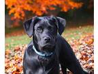 HENRY Labrador Retriever Young Male