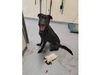 Lamb Chop German Shepherd Dog Adult Female