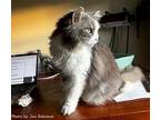 Duchess Marie Persian Senior Female