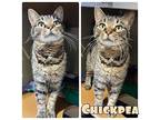 Chickpea Domestic Shorthair Senior Male
