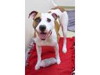 Storm American Pit Bull Terrier Adult Female