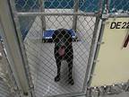 Walter Labrador Retriever Adult Male