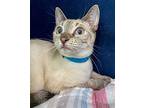 Sagwa Siamese Kitten Female