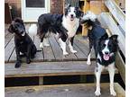 Jax Border Collie Puppy Male