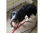 Thor Australian Shepherd Young Male