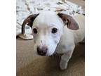 Dot Mixed Breed (Small) Puppy Female