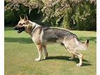 MARS-URGENT FOSTER NEEDED German Shepherd Dog Adult Male