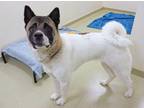 Kita Akita Adult Female