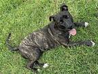 Luna Dutton Plott Hound Adult Female