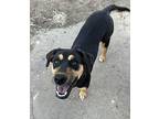 KAREN Hound (Unknown Type) Young Female