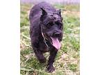 Maggie Schnauzer (Standard) Senior Female