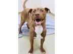Honey Bun American Pit Bull Terrier Adult Male