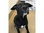 Ava Mixed Breed (Medium) Young Female
