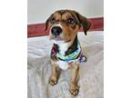 Schmidt Mixed Breed (Large) Puppy Male