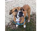 Rainy American Pit Bull Terrier Adult Female