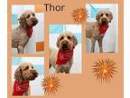 Thorr Poodle (Standard) Adult Male