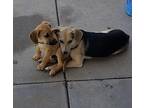 EVE Beagle Young Female