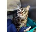 Starla Domestic Shorthair Senior Female