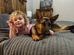 Heidi Russell German Shepherd Dog Adult Female