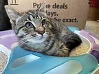 Mariah Domestic Shorthair Kitten Female