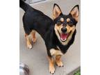 Fia Corgi Adult Female