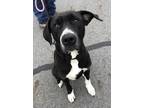 Gracie Labrador Retriever Adult Female