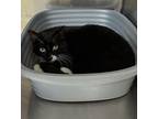 Montana Domestic Shorthair Young Male
