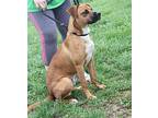 Boris Boxer Young Male