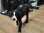 Bruno-ishka Husky Puppy Male