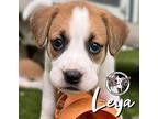 Leya Balbina Black Mouth Cur Puppy Female